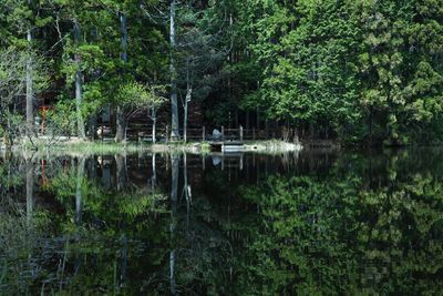 Reflection of trees in lake