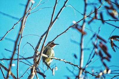 Low angle view of bird perching on branch