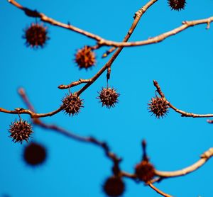 Low angle view of flowering plants against clear blue sky