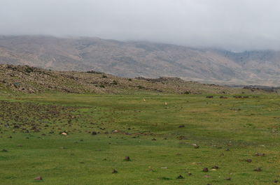 View of green landscape