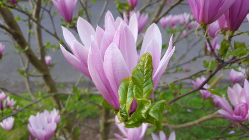 Close-up of pink flower blooming outdoors