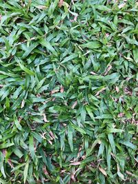 Full frame shot of fresh green plants