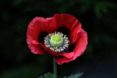 Close-up of red poppy flower