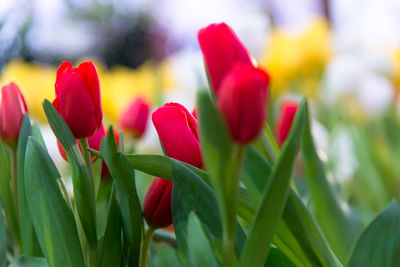 Close-up of red tulips