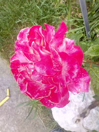 Close-up of flower blooming outdoors