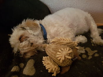 High angle view of dog sleeping at home