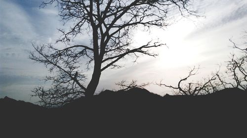 Silhouette of bare trees against sky