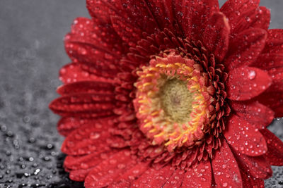 Close-up of red rose flower