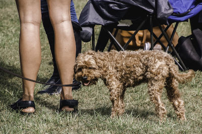 Low section of woman with dogs on grassy field
