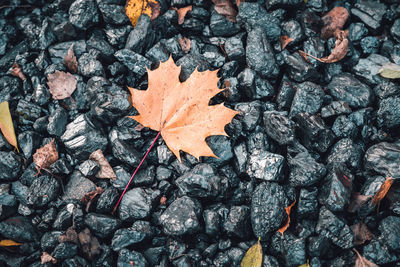 Close-up of dry maple leaf