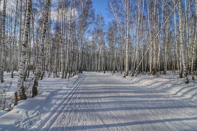 Snow covered bare trees in forest