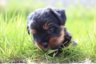 Close-up of puppy on grass