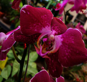 Close-up of pink flower