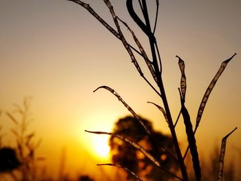 Close-up of silhouette plants against sky during sunset