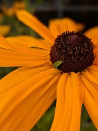 Close-up of orange daisy flower