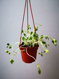 Close-up of potted plant hanging on wall