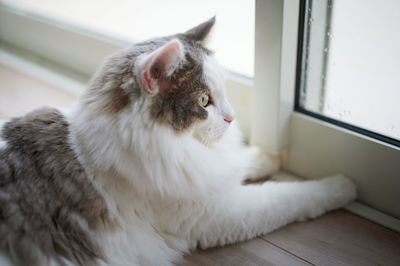 Portrait of white cat sitting beside window at home