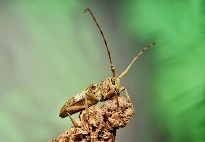 Closed up of longhorn beetle