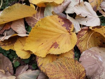 High angle view of yellow maple leaves