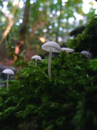 Close-up of mushroom growing on tree trunk