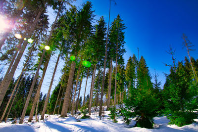 Pine trees on snowcapped mountains against blue sky