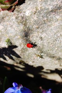 Close-up of ladybug on leaf