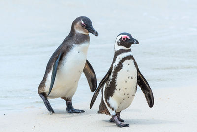 Two of penguin walking on the beach
