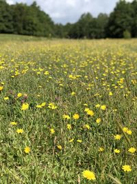 Yellow flowers on field