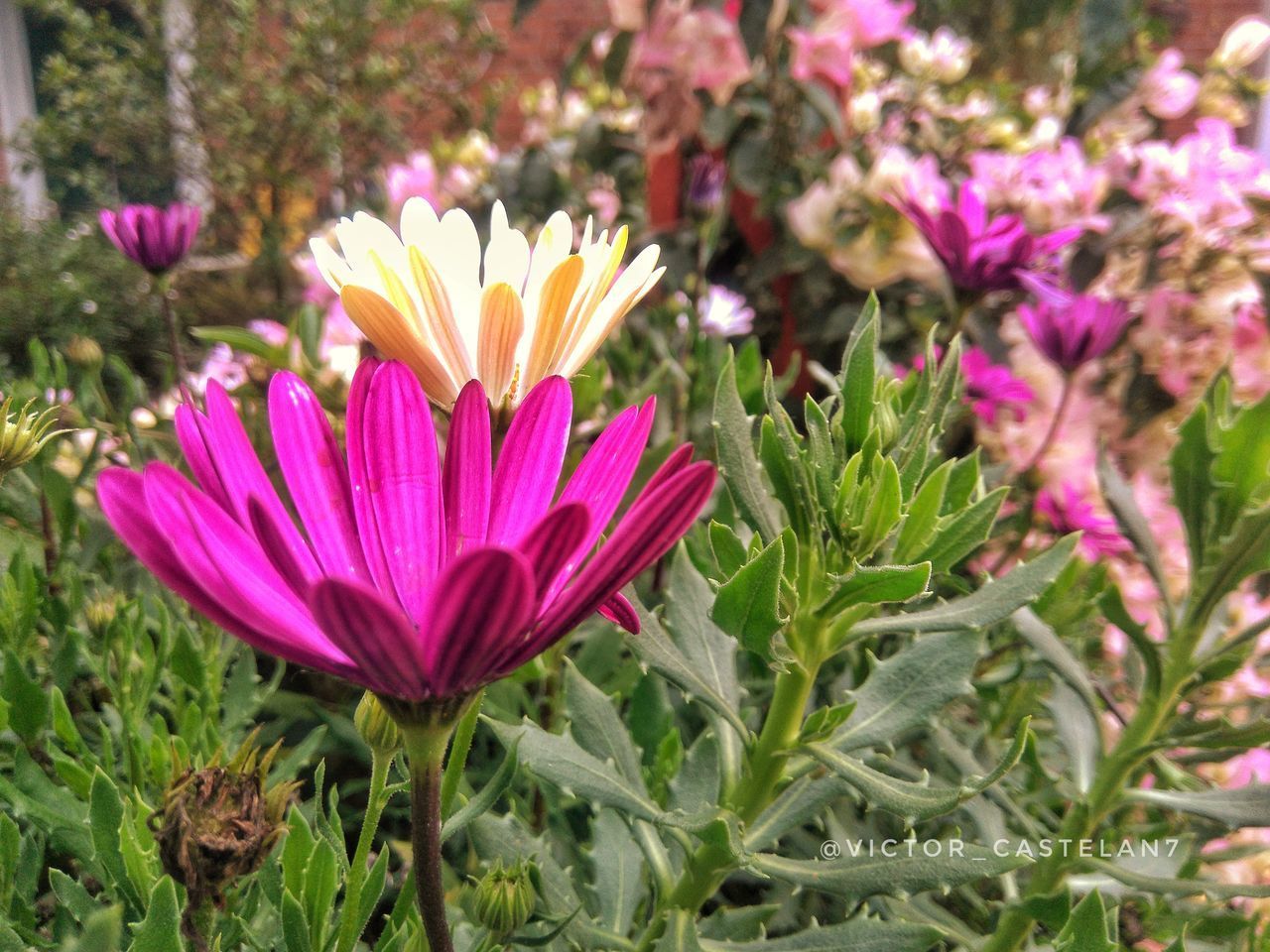 CLOSE-UP OF PURPLE CROCUS FLOWERS