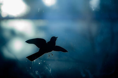 Fish swimming in sea