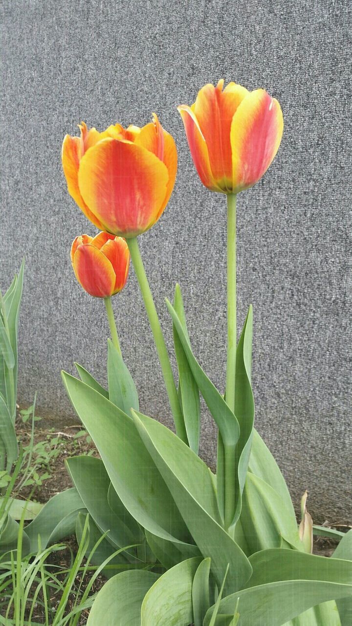 flower, freshness, fragility, petal, leaf, growth, plant, flower head, beauty in nature, yellow, nature, stem, blooming, tulip, close-up, green color, in bloom, day, orange color, no people