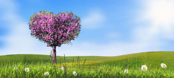 Purple flowering plants on field against sky