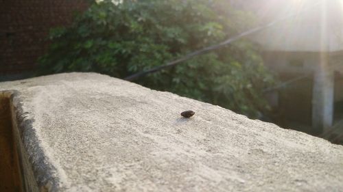 Close-up of insect on wall