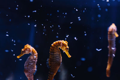 Fish swimming in aquarium