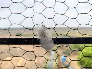 Close-up of a bird