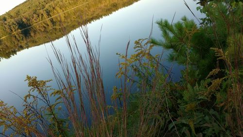 Reflection of trees in water