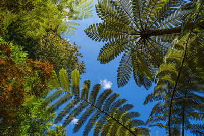 Low angle view of trees against sky