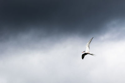 Low angle view of seagull flying against sky