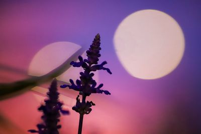 Low angle view of purple flowering plant against sky