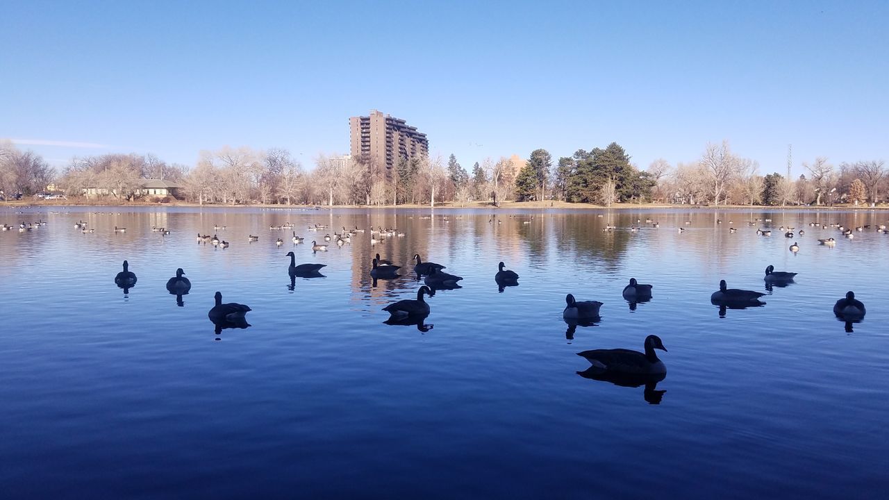 DUCKS SWIMMING ON LAKE AGAINST CLEAR SKY