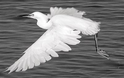 Seagull flying over water