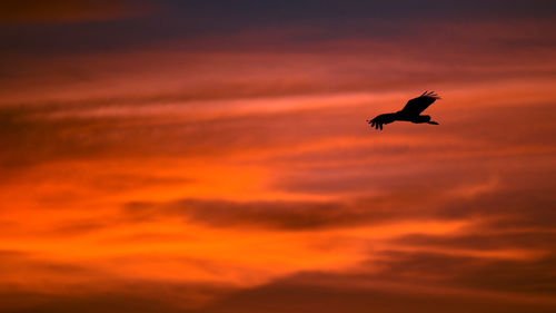 Silhouette bird flying in sky