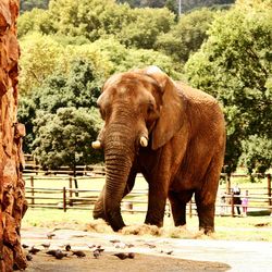 View of elephant in zoo