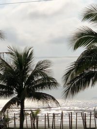 Palm trees on beach against sky