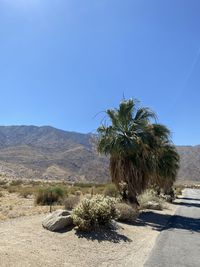 Tree growing in desert against sky