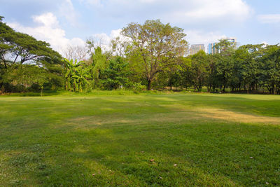 Trees on field against sky