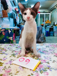 Portrait of cat sitting on table at home