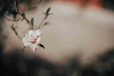 Close-up of white cherry blossom