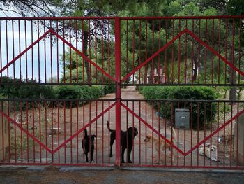 Dogs standing by gate