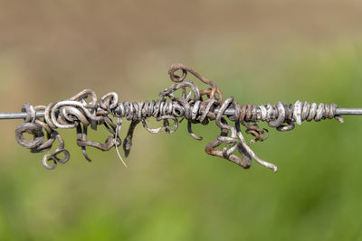 Close-up of barbed wire